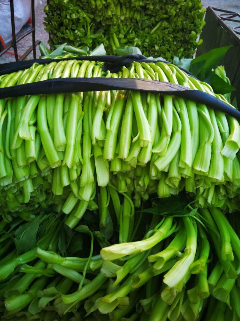 博白空心菜可大量现货旱改水空心菜种