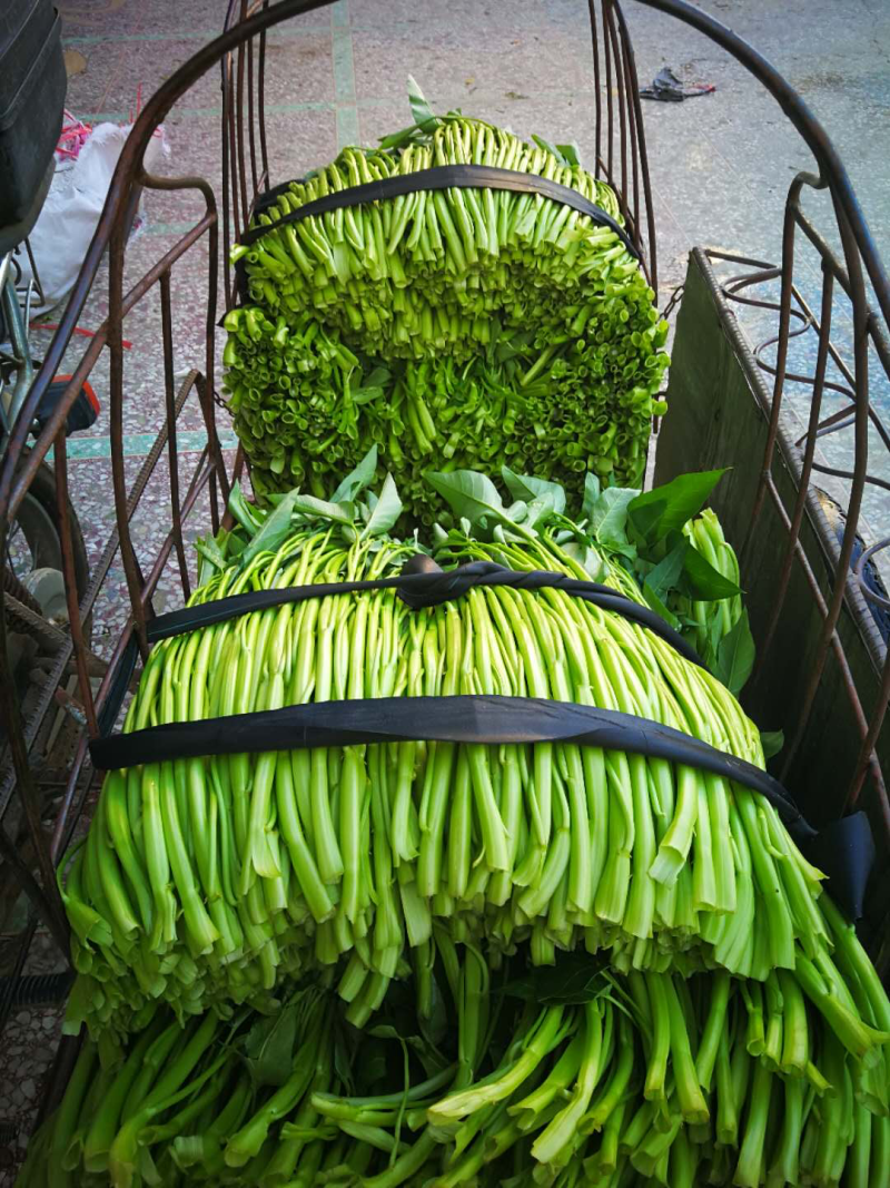 博白空心菜可大量现货旱改水空心菜种