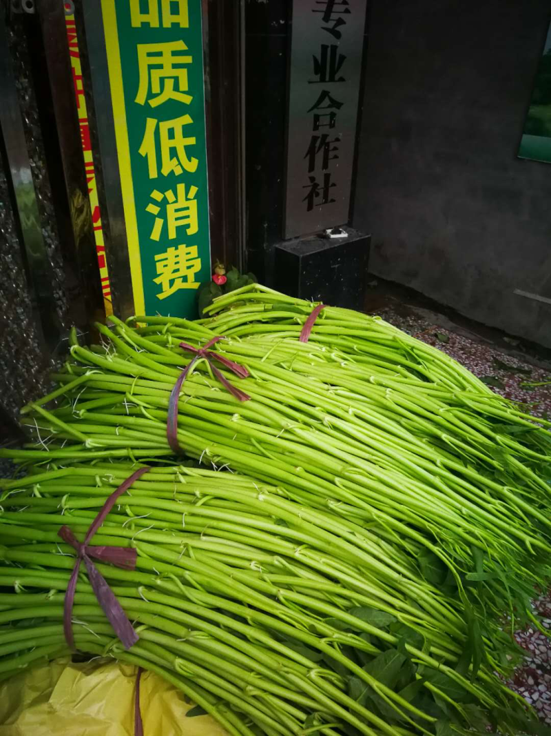博白空心菜可大量现货旱改水空心菜种