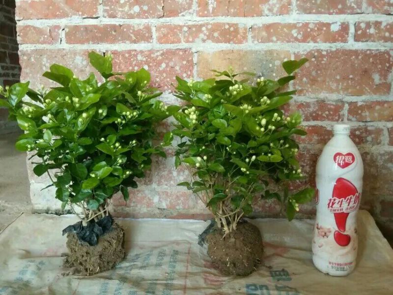茉莉花含盆