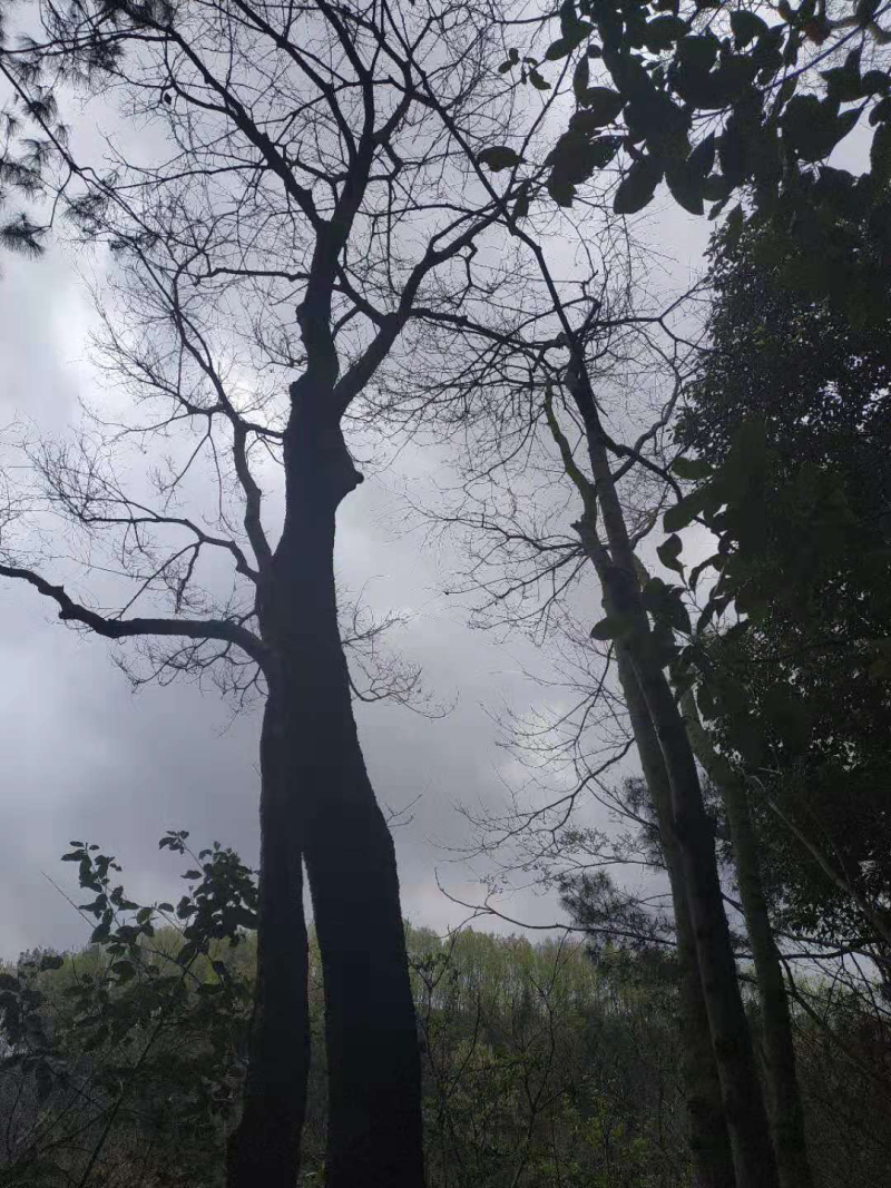 黄连木