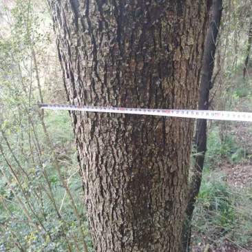 黄连木