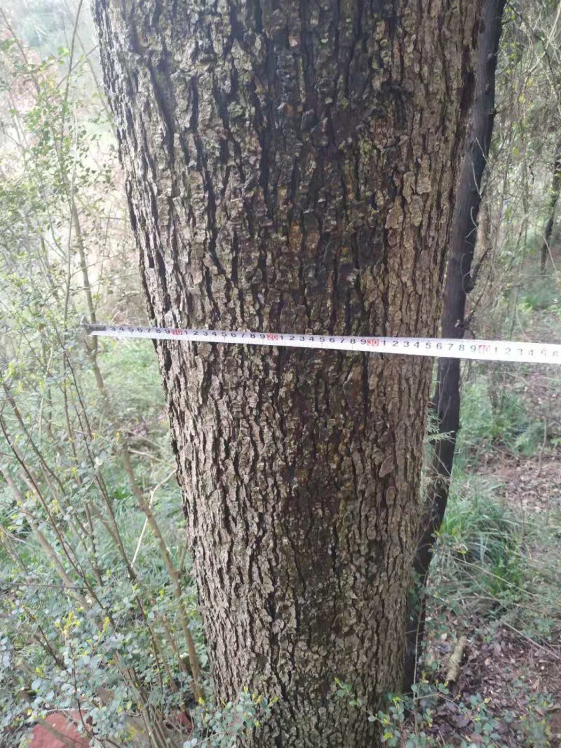 黄连木