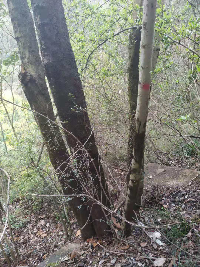 黄连木