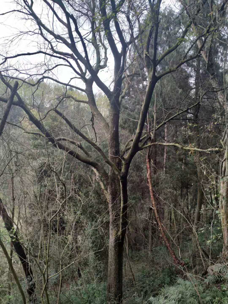黄连木