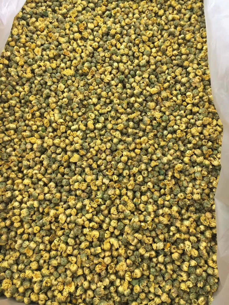 胎菊新北京菊甘菊花茶菊花茶