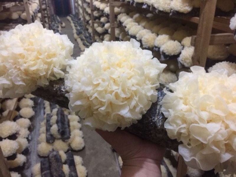 福建古田新鲜银耳高山银耳莲子羹必配品6朵装