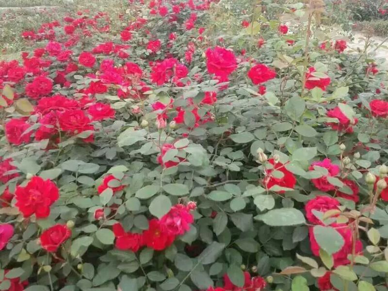 迎春花1~1.5米