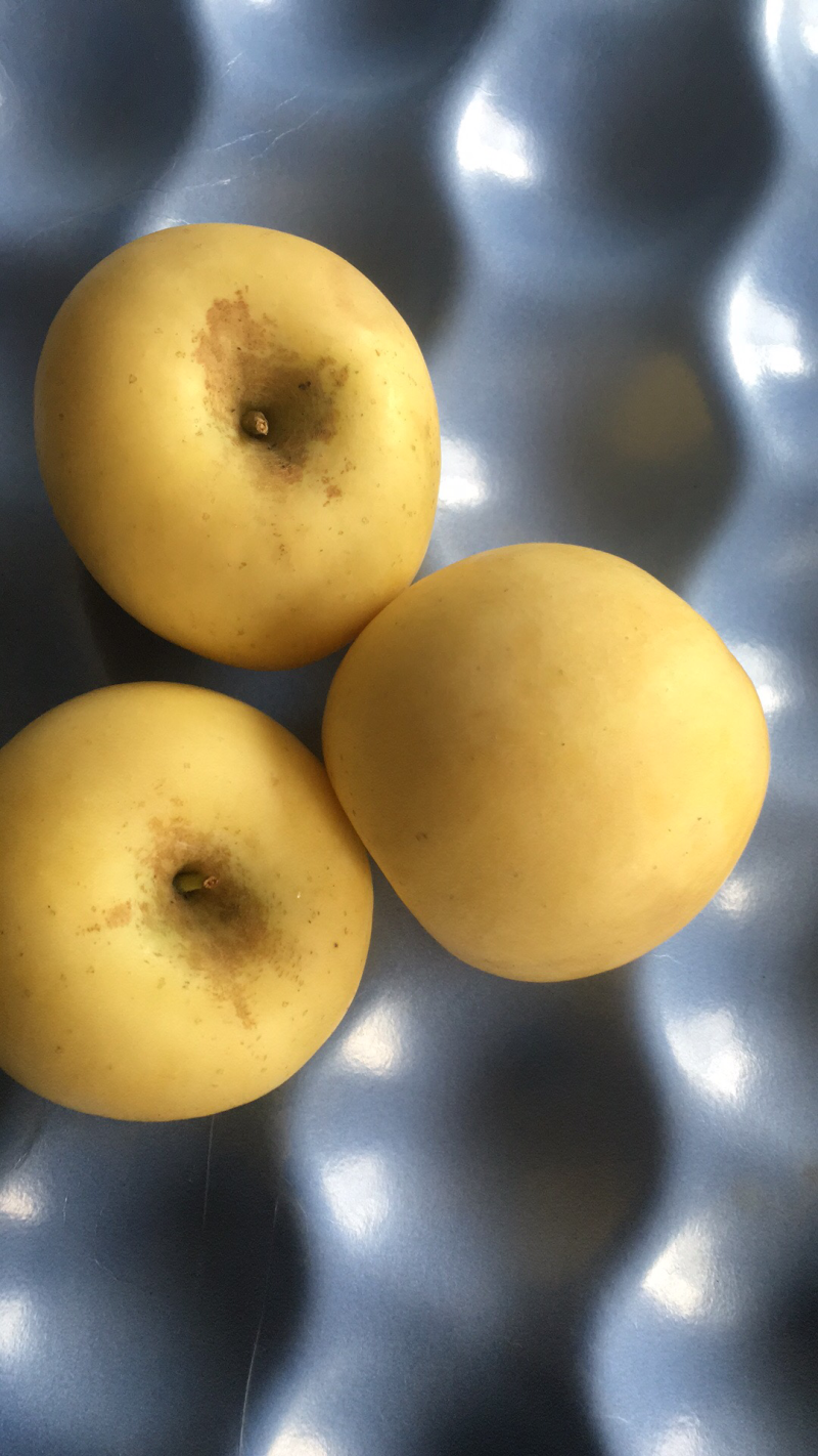 烟台奶油富士黄金维纳斯红富士一件代发落地配均可