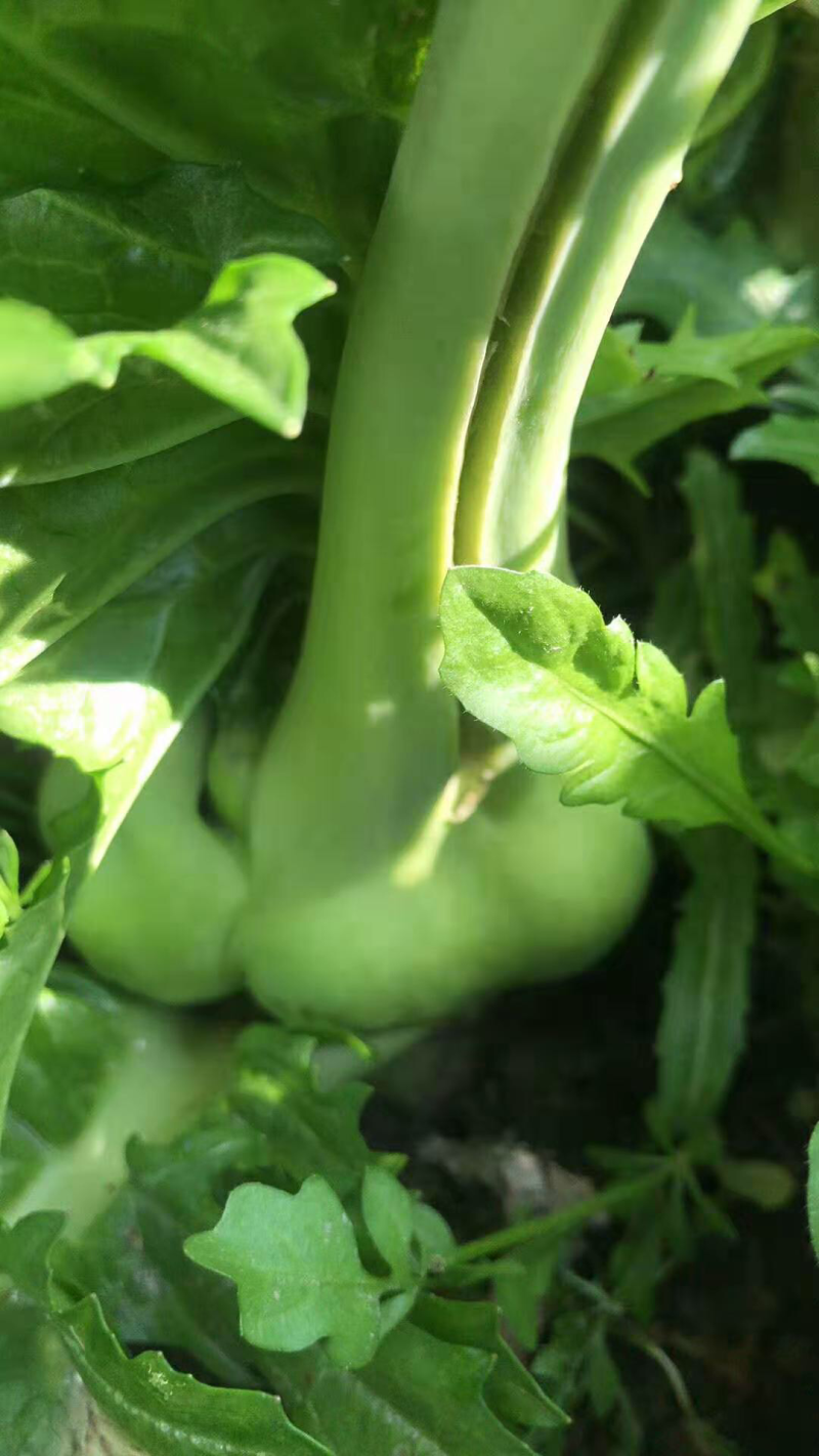 新鲜榨菜上市了，产地直销，量大从优，3月下旬上市