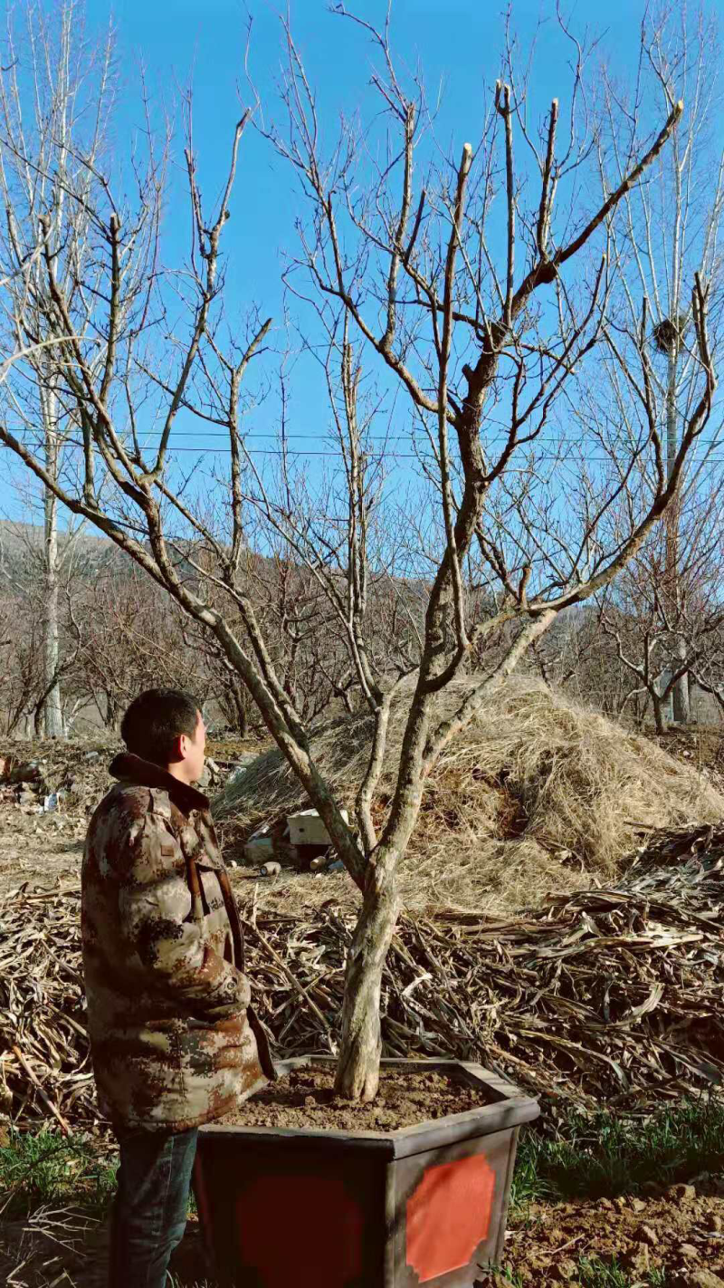 大量供应13——25公分精品石榴树
