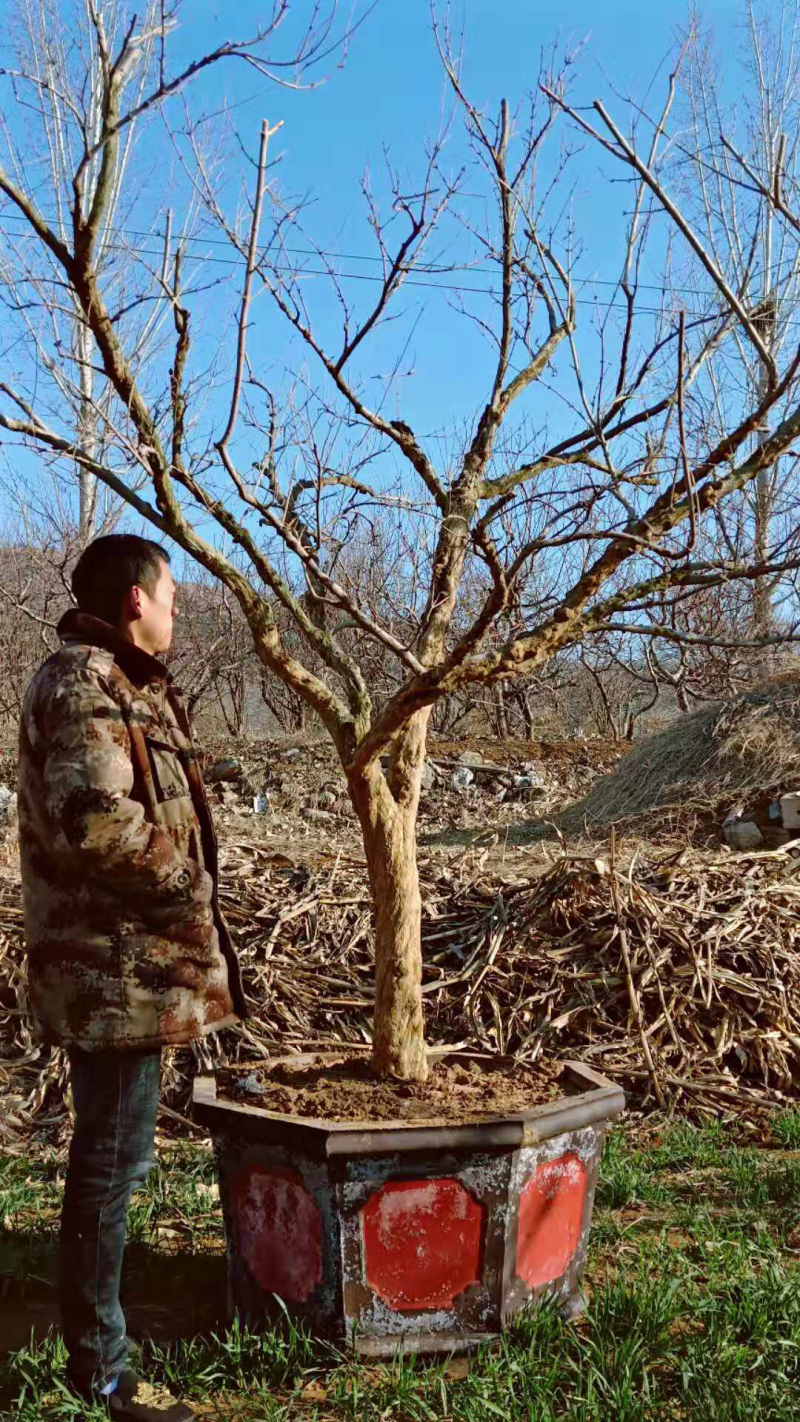 大量供应13——25公分精品石榴树