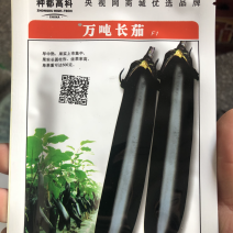 万吨长茄种子