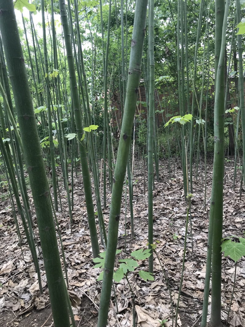 青桐，梧桐，大小规格有货！！！