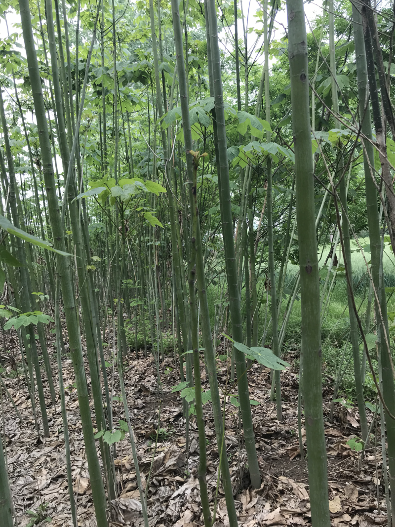 青桐，梧桐，大小规格有货！！！