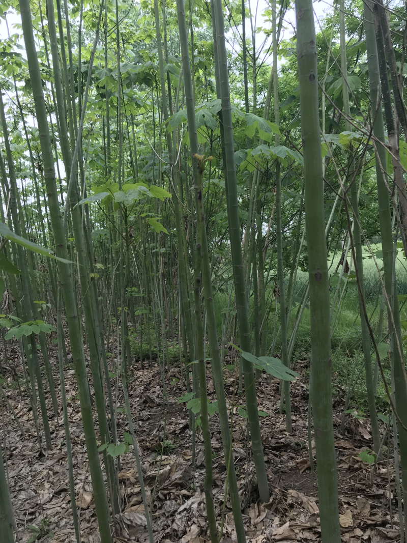 青桐，梧桐，大小规格有货！！！