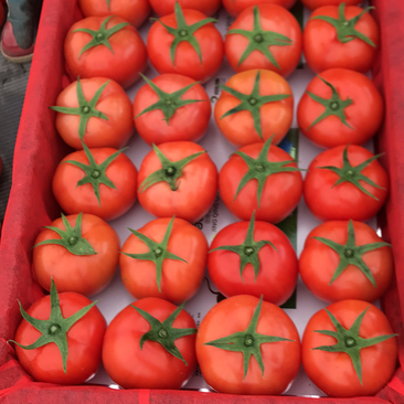 西红柿，大红单果统货，大红串果统货