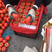 西红柿，大红单果统货，大红串果统货