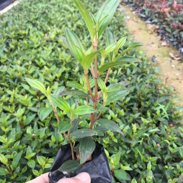 巴西野牡丹