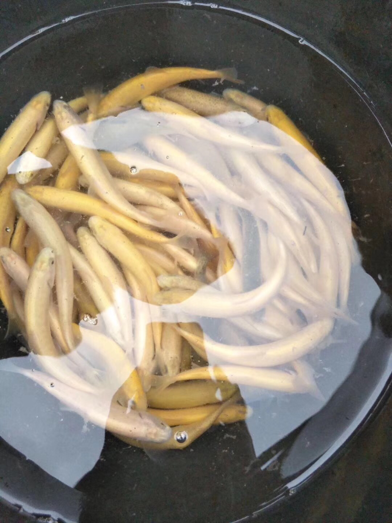 草鱼，江团，鲈鱼，鲤鱼，鲟鱼，等