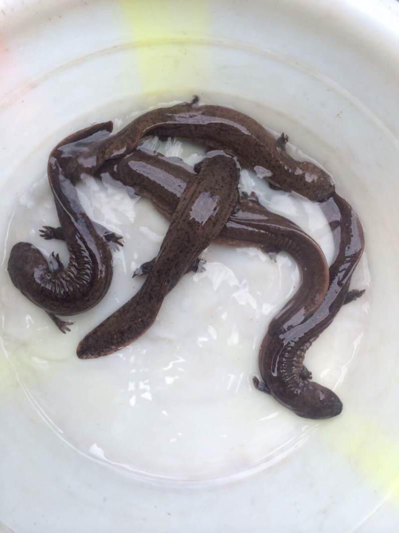 草鱼，江团，鲈鱼，鲤鱼，鲟鱼，等
