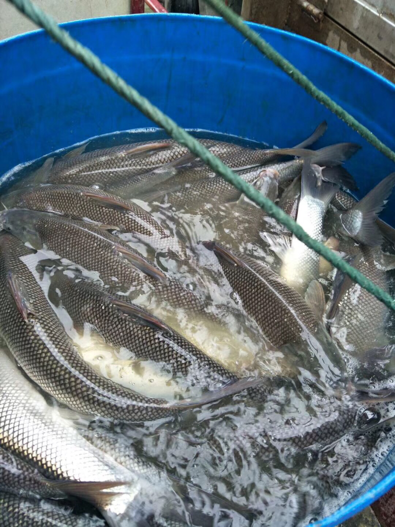 草鱼，江团，鲈鱼，鲤鱼，鲟鱼，等