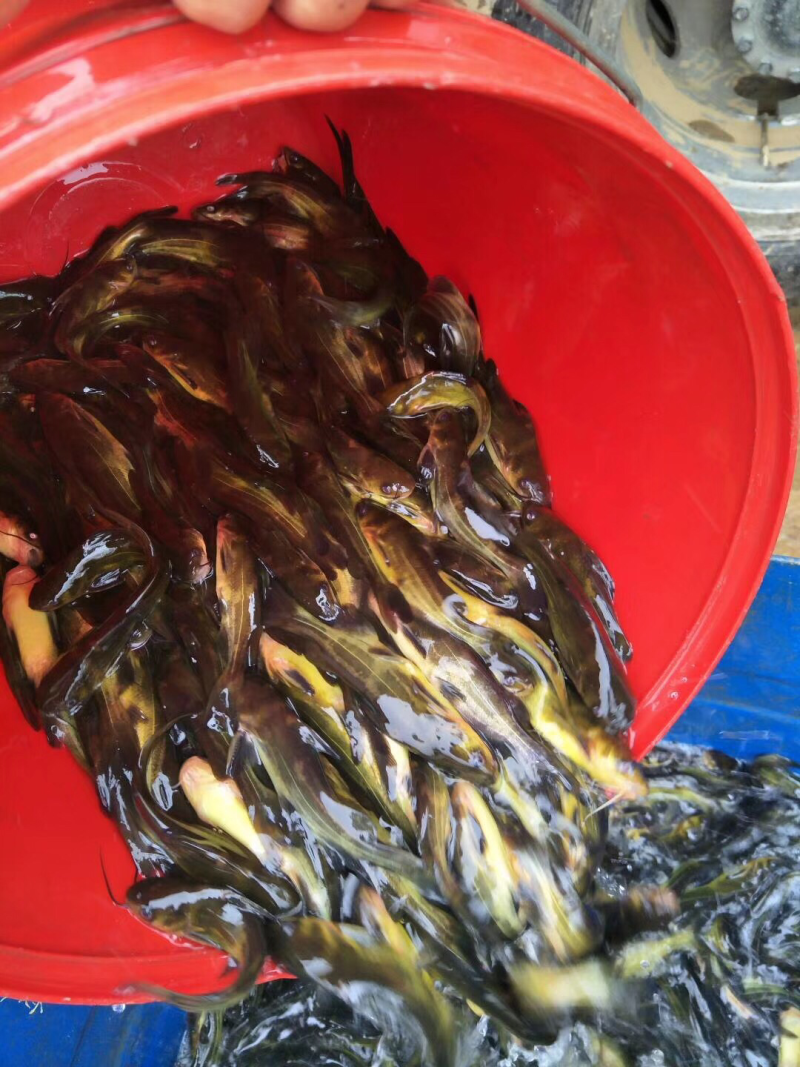 草鱼，江团，鲈鱼，鲤鱼，鲟鱼，等