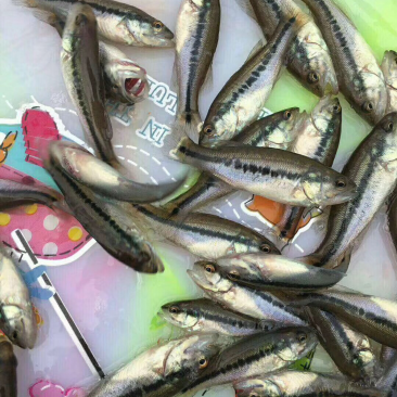 草鱼，江团，鲈鱼，鲤鱼，鲟鱼，等