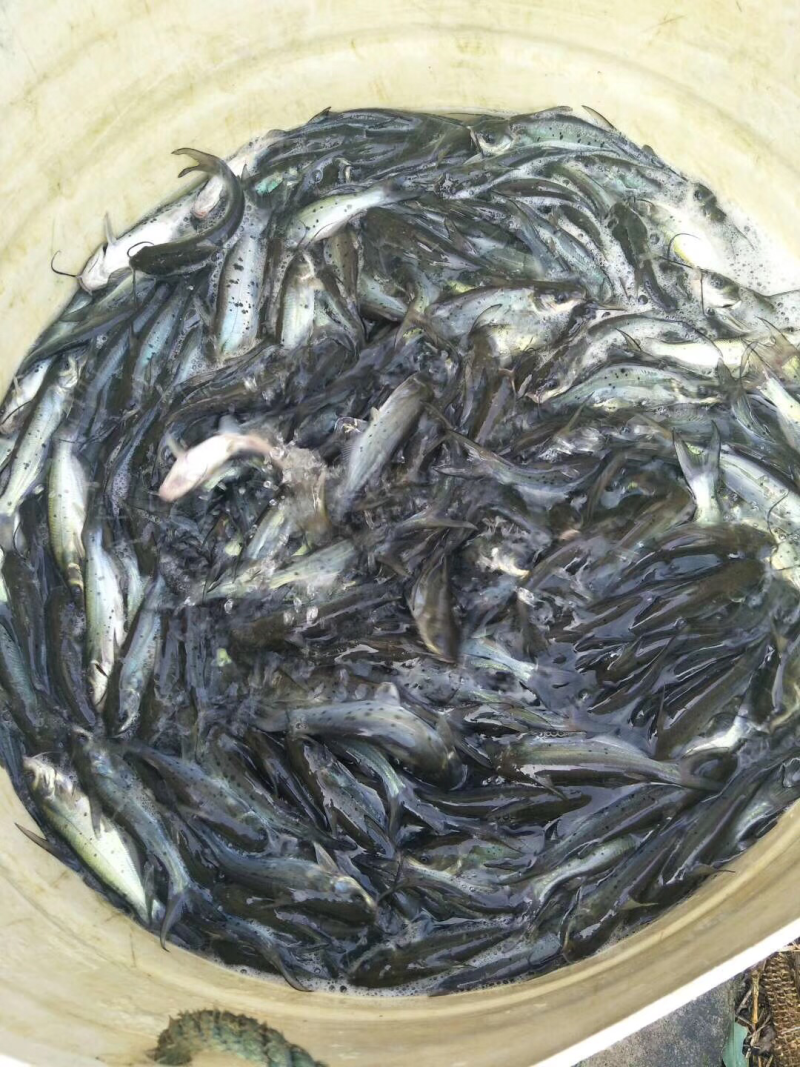 草鱼，江团，鲈鱼，鲤鱼，鲟鱼，等