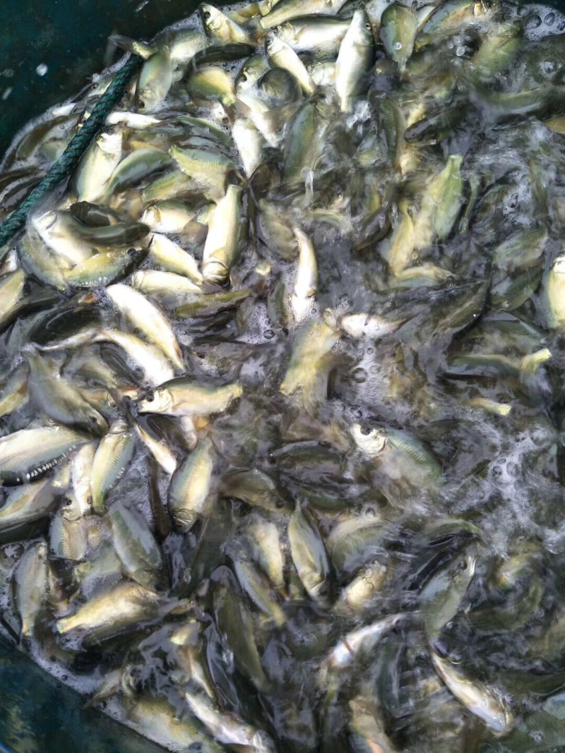 草鱼，江团，鲈鱼，鲤鱼，鲟鱼，等