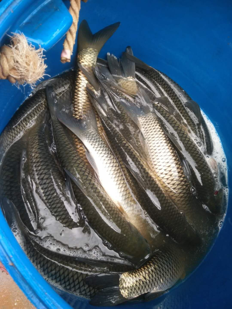 草鱼青鱼各种规格都有