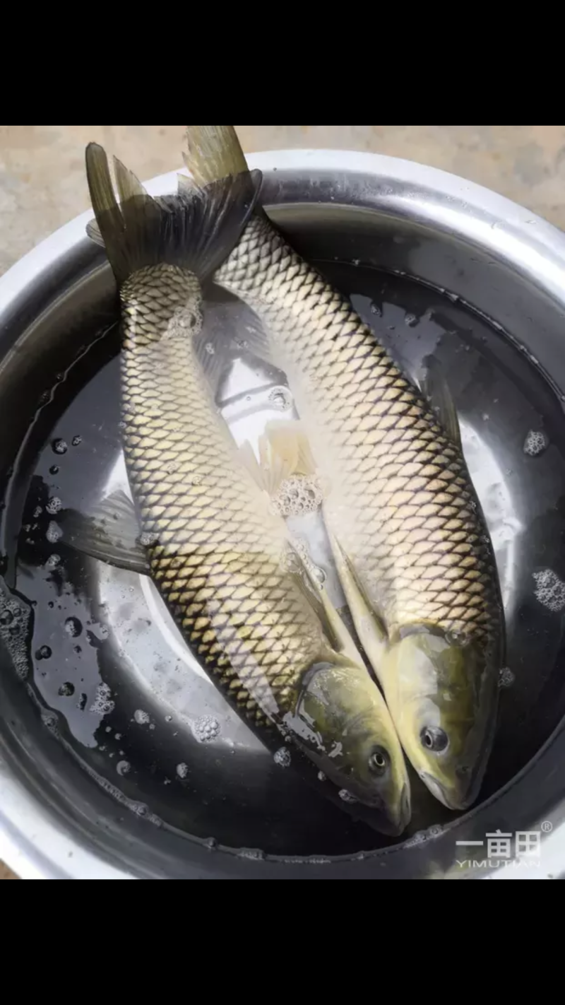 草鱼青鱼各种规格都有