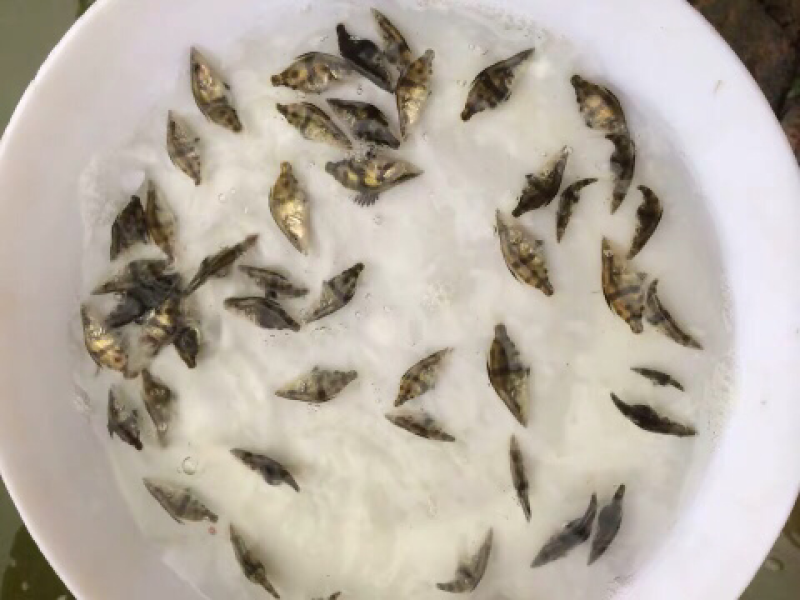 桂花鱼苗噘鱼鱼苗大量批发