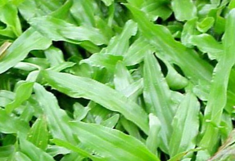 大叶油草，自产自销，一手货源