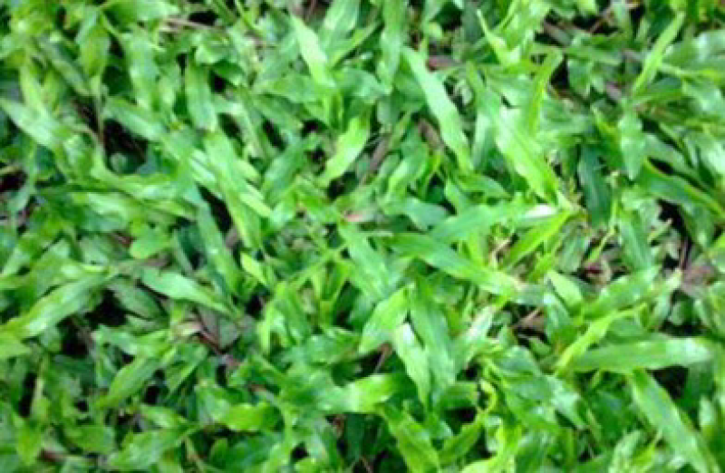 大叶油草，量大从优，价格低廉