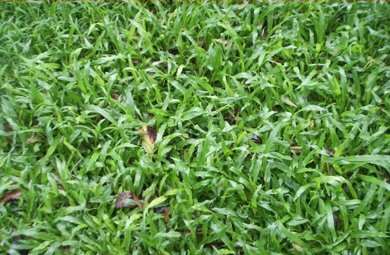 大叶油草，量大从优，价格低廉