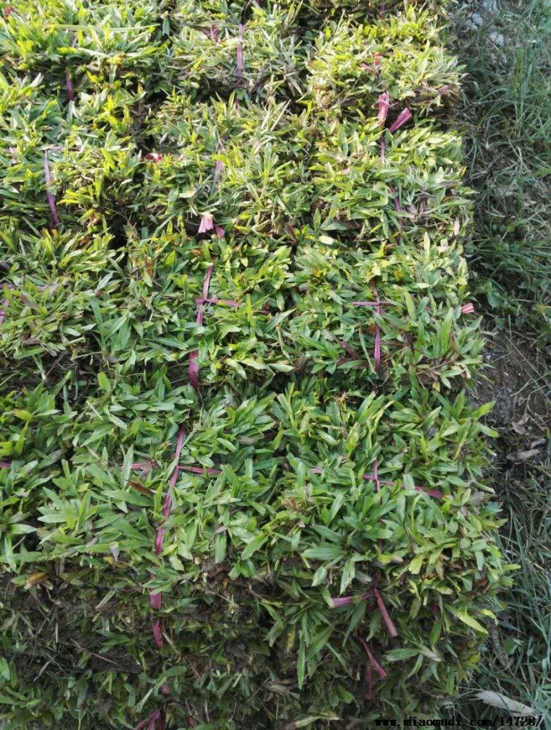 大叶油草，量大从优，价格低廉