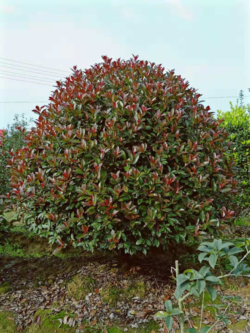 红叶石楠球，冠幅1.5米的