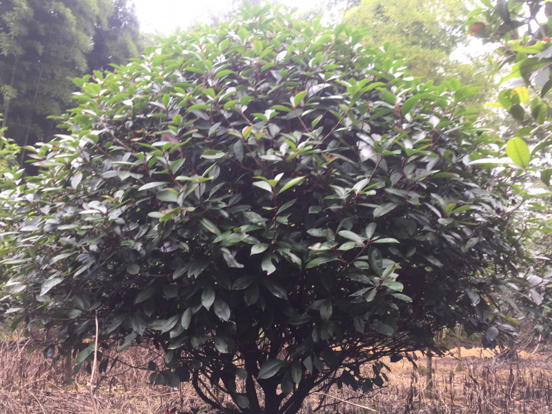红叶石楠球，冠幅1.5米的
