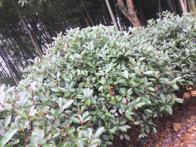红叶石楠球，冠幅1.5米的