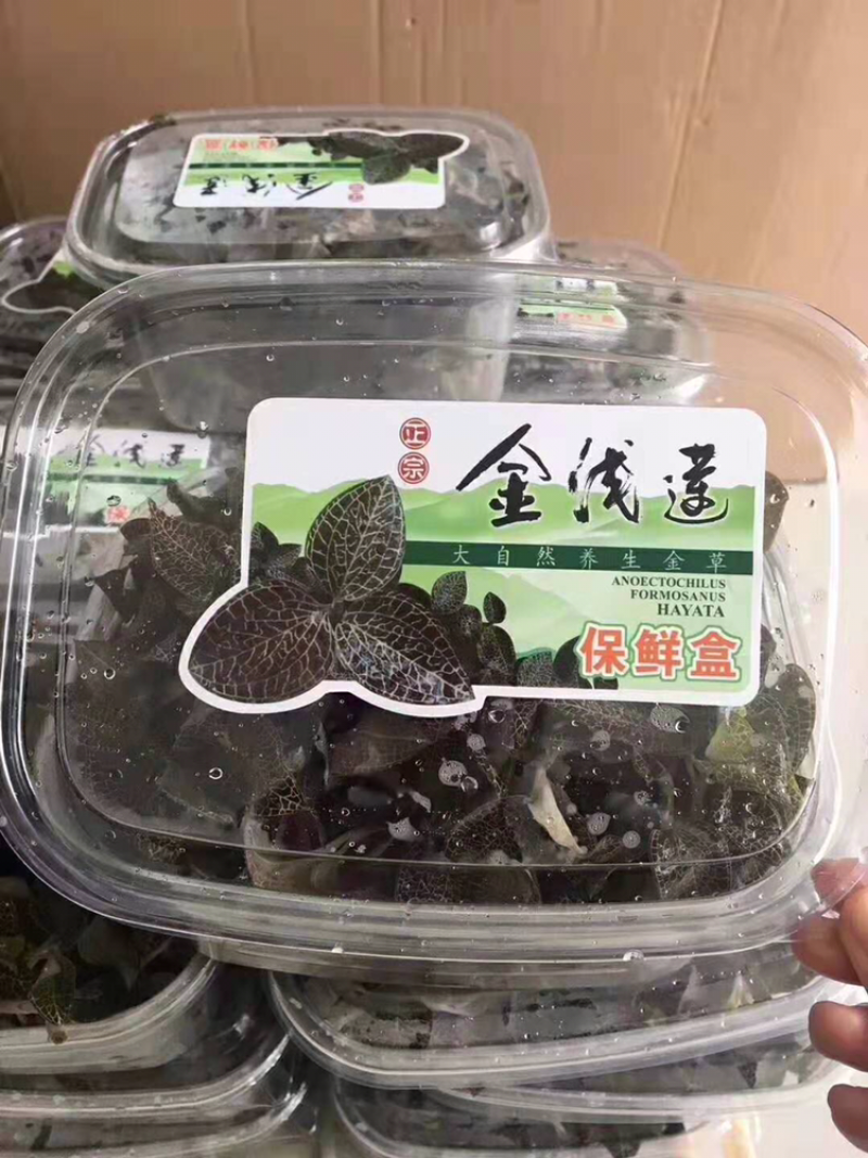 金线莲