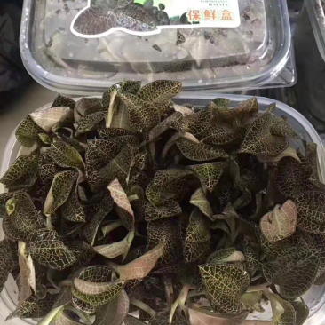 金线莲