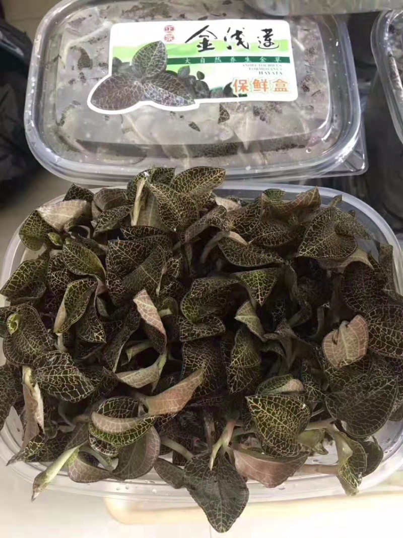 金线莲