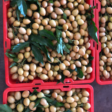 鸡心黄皮基地大量上市，供应链直发本地黄皮有货