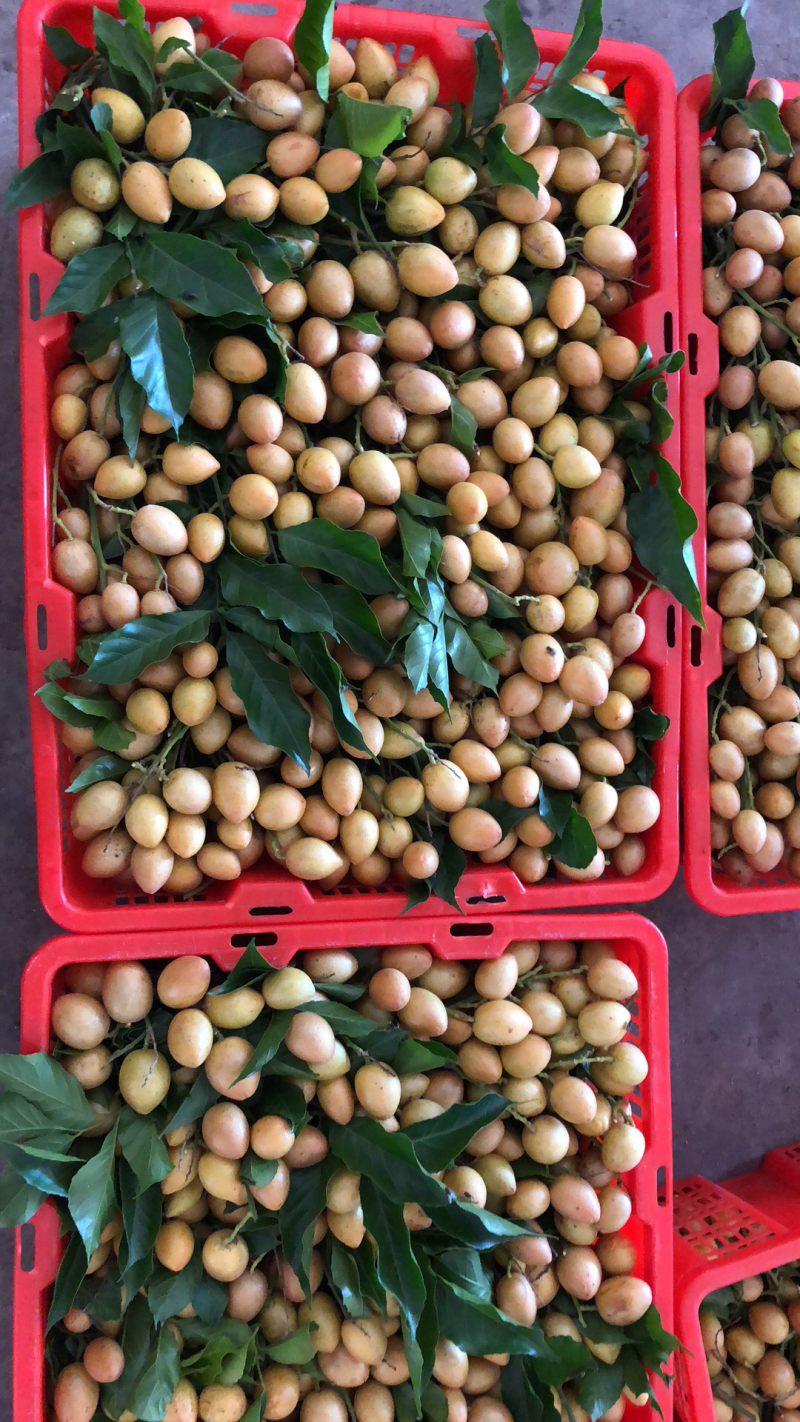 鸡心黄皮基地大量上市，供应链直发本地黄皮有货
