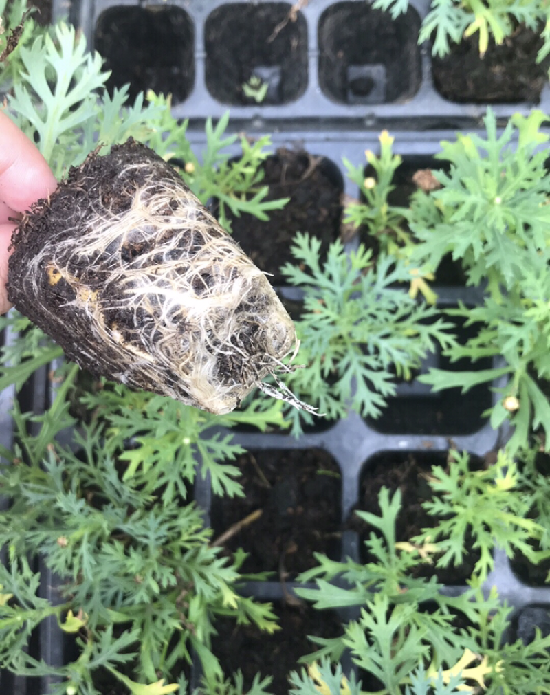 玛格丽特，穴盘苗