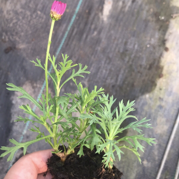 玛格丽特，穴盘苗
