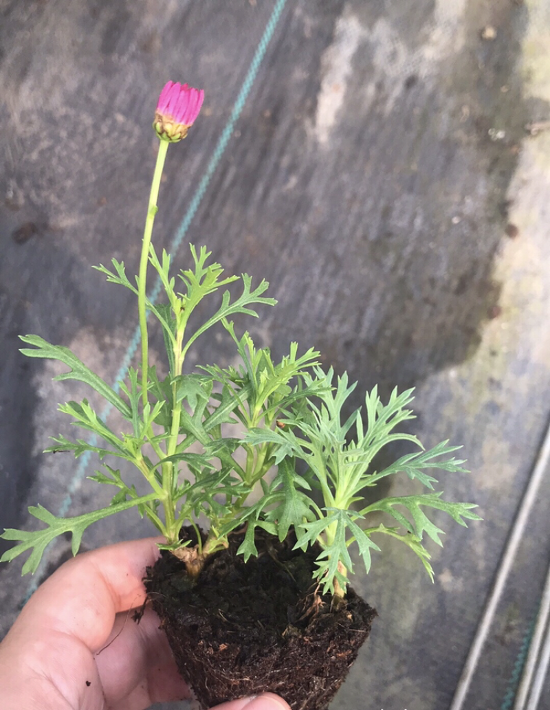 玛格丽特，穴盘苗