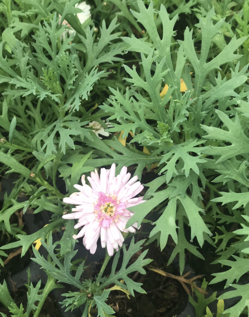 玛格丽特，穴盘苗