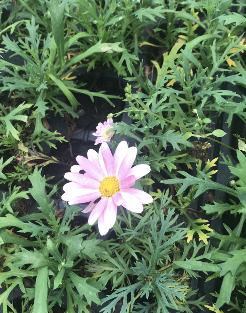 玛格丽特，穴盘苗